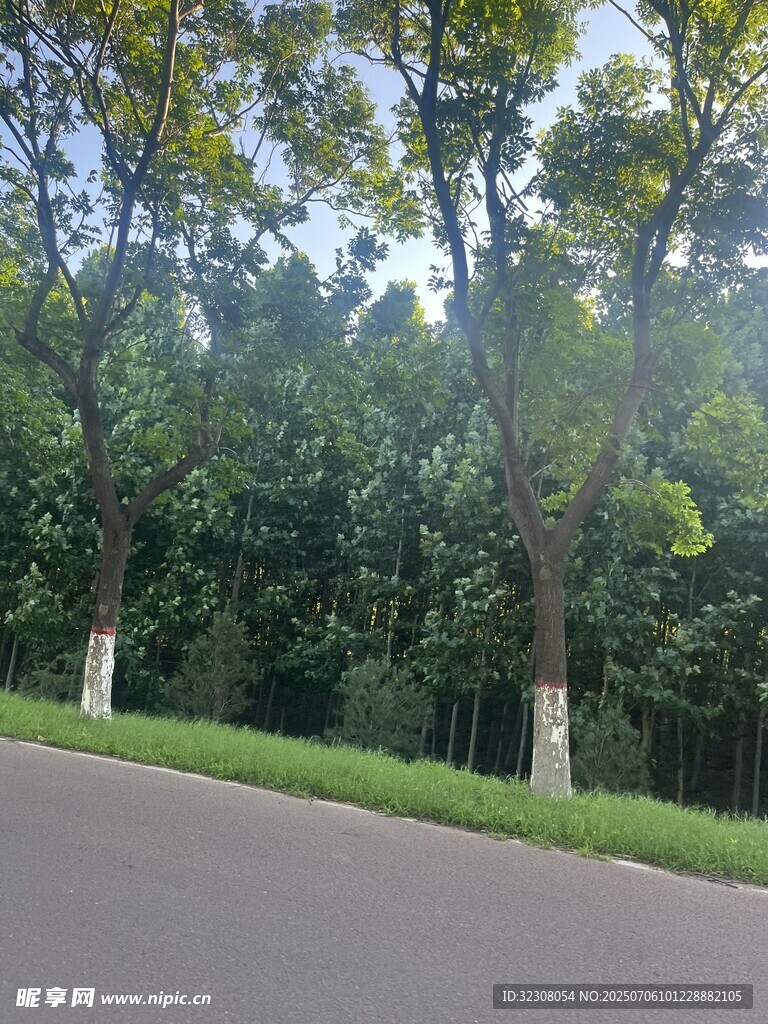 林蔭道路 