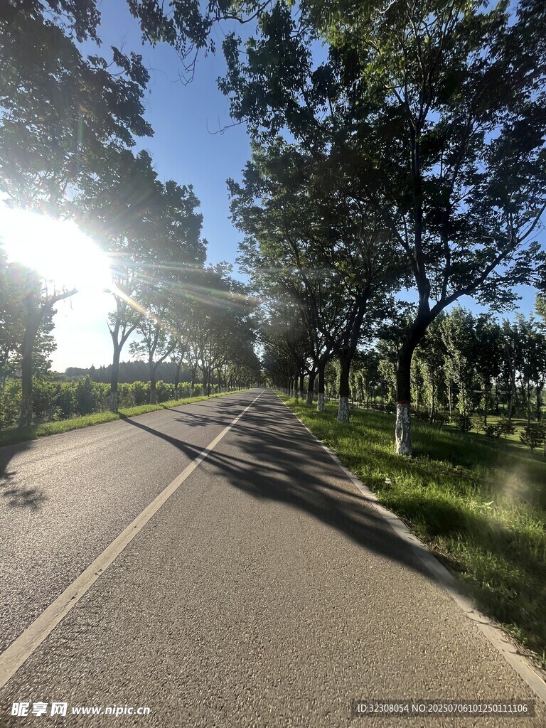 陽光照耀下的林間道路