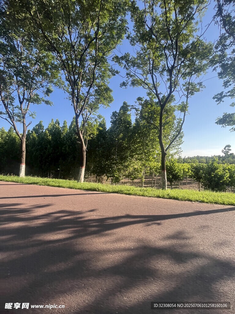 林間陽光灑落的靜謐道路