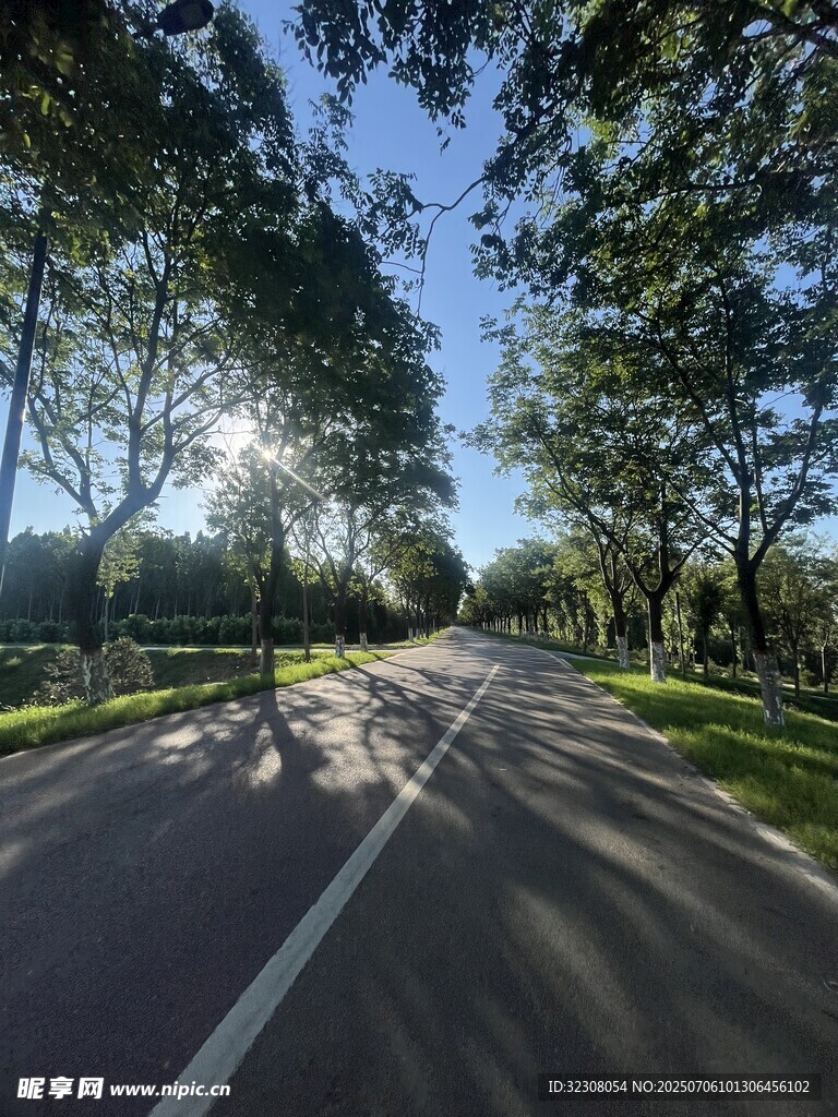 林間陽光大道