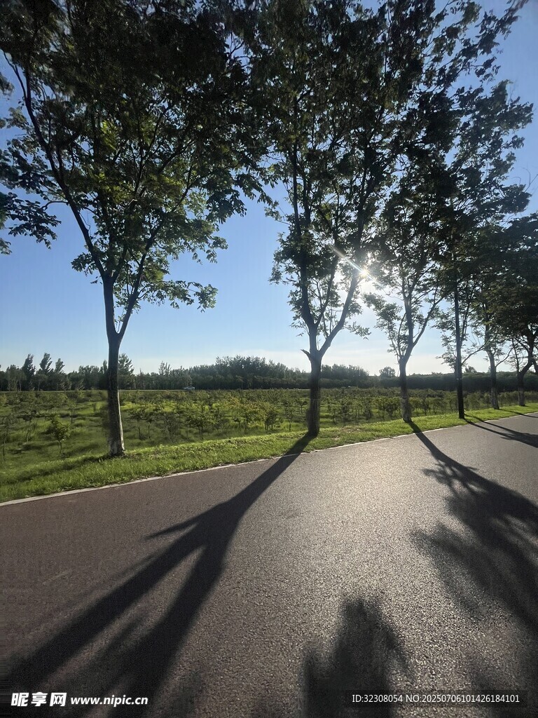 陽(yáng)光灑落的林蔭柏油道路