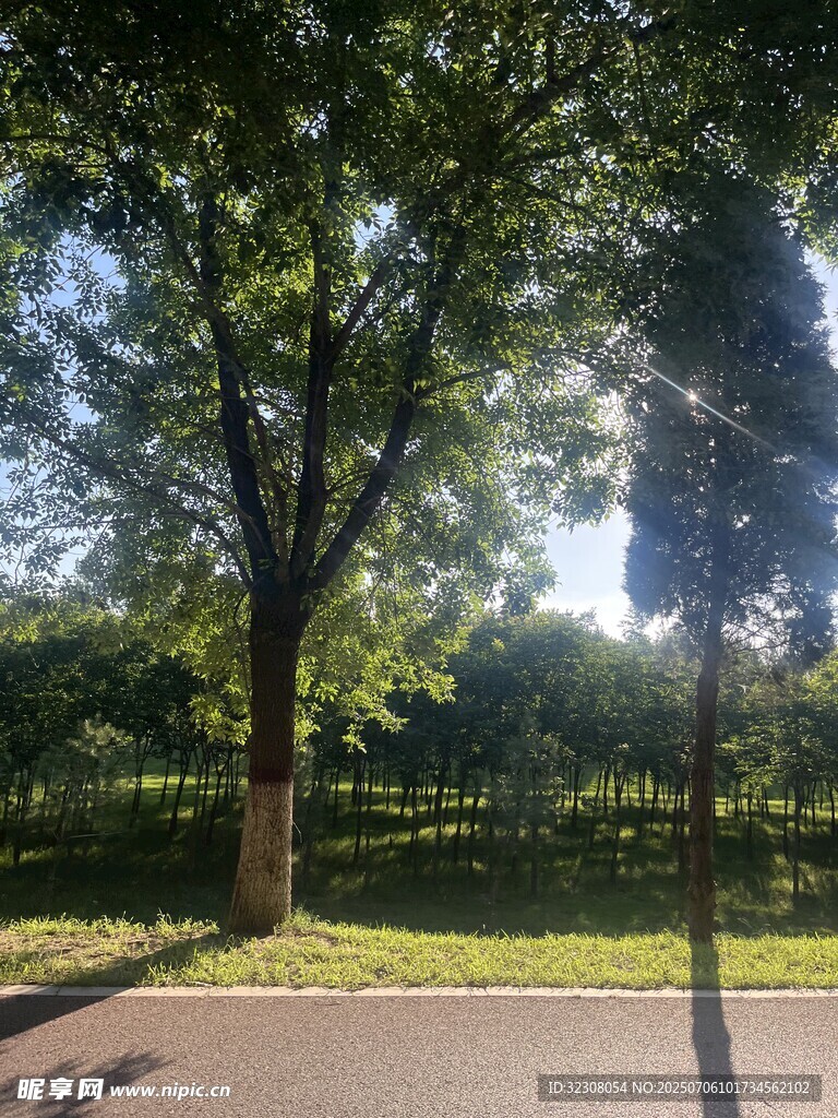 夏日林蔭道風(fēng)景