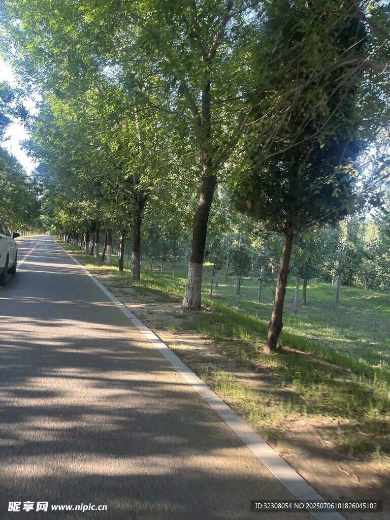 林蔭下的靜謐道路