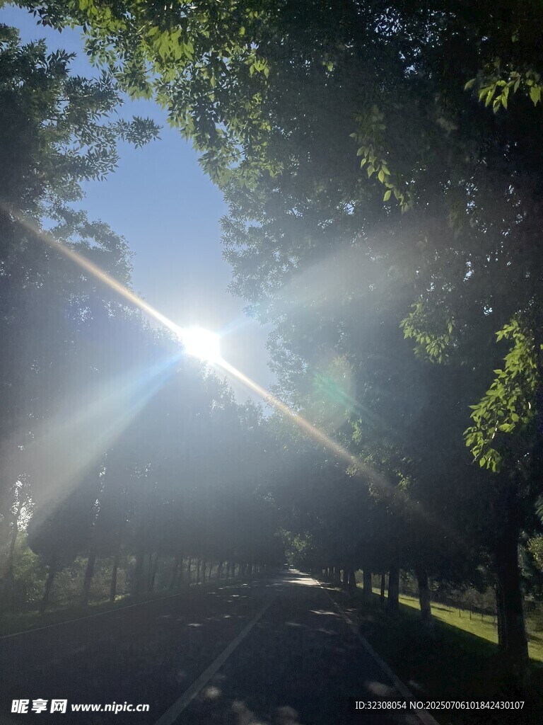 陽光透過樹葉灑在道路上