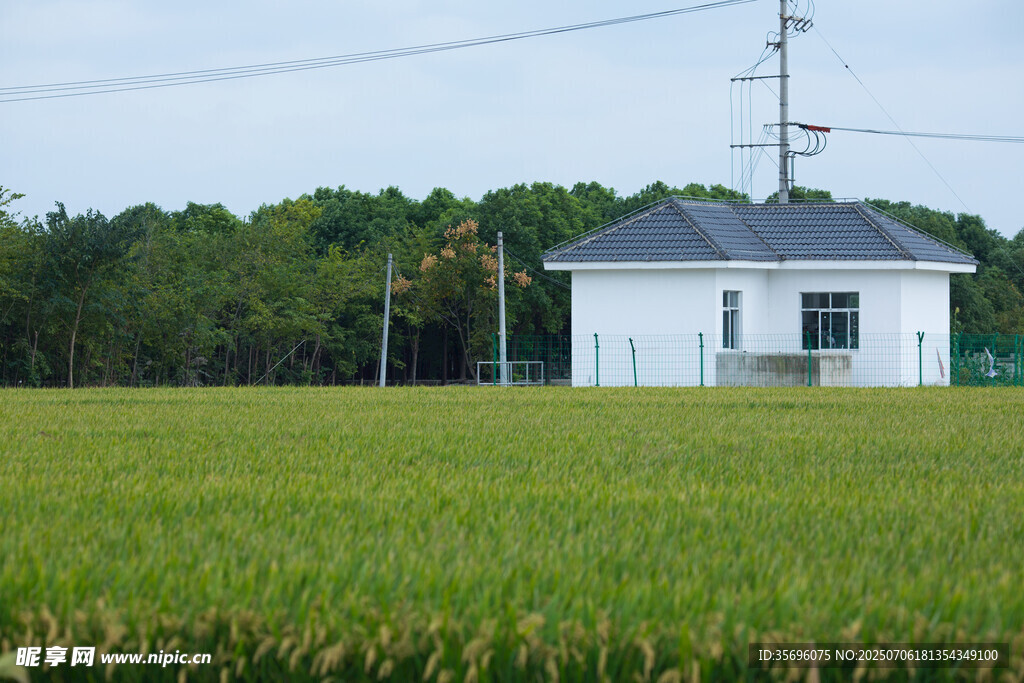田野中的白色小屋