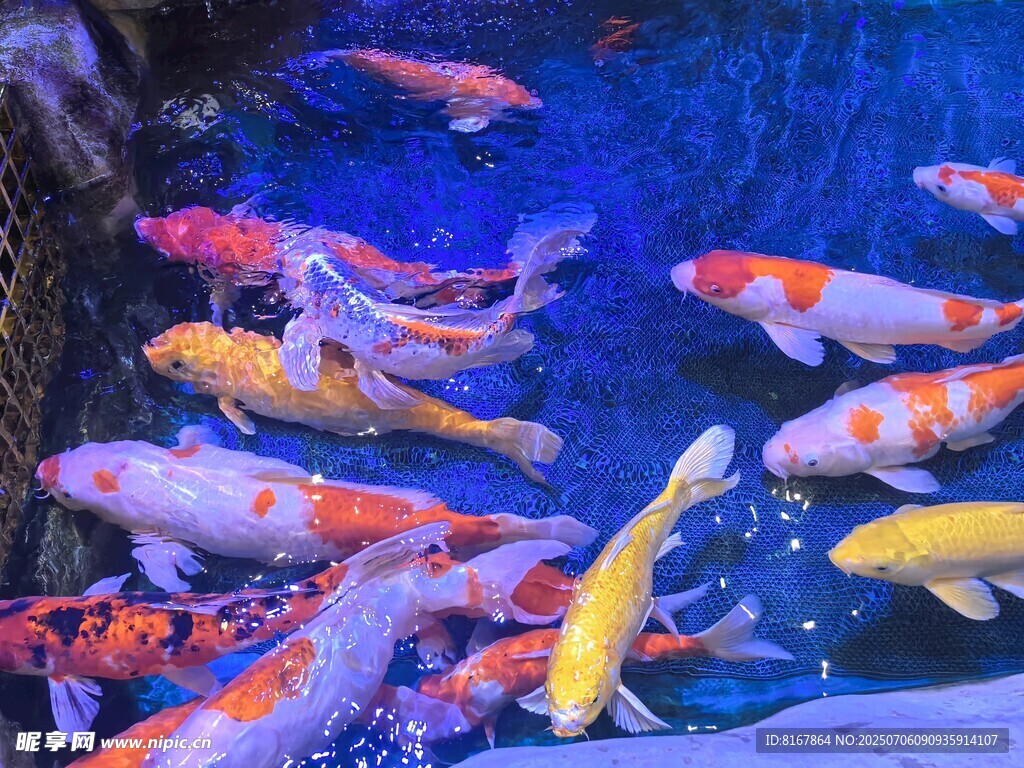 多彩錦鯉暢游水中世界