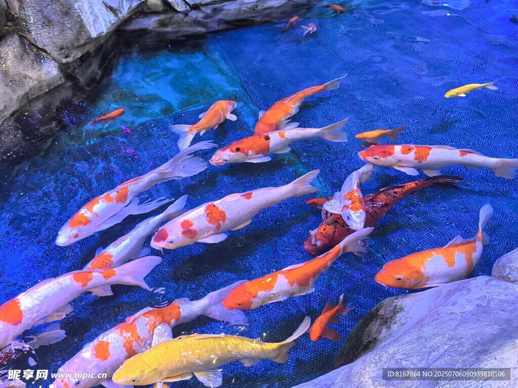 池塘中游動的多彩錦鯉