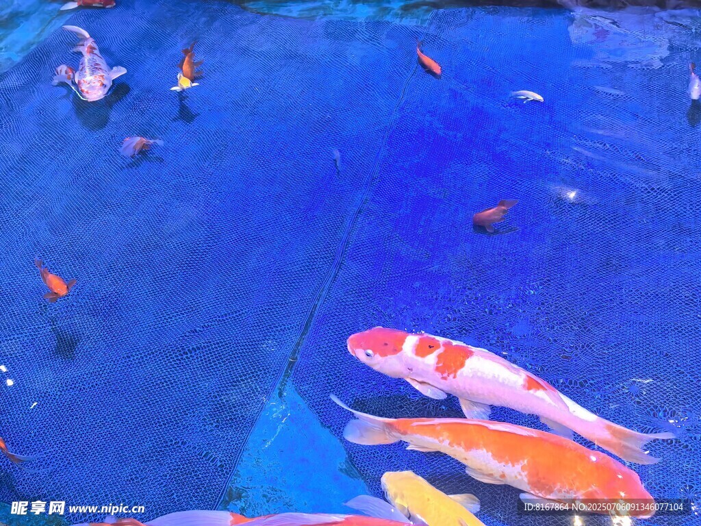 池中錦鯉悠游