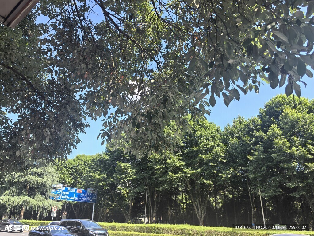 夏日林蔭下的戶外景象