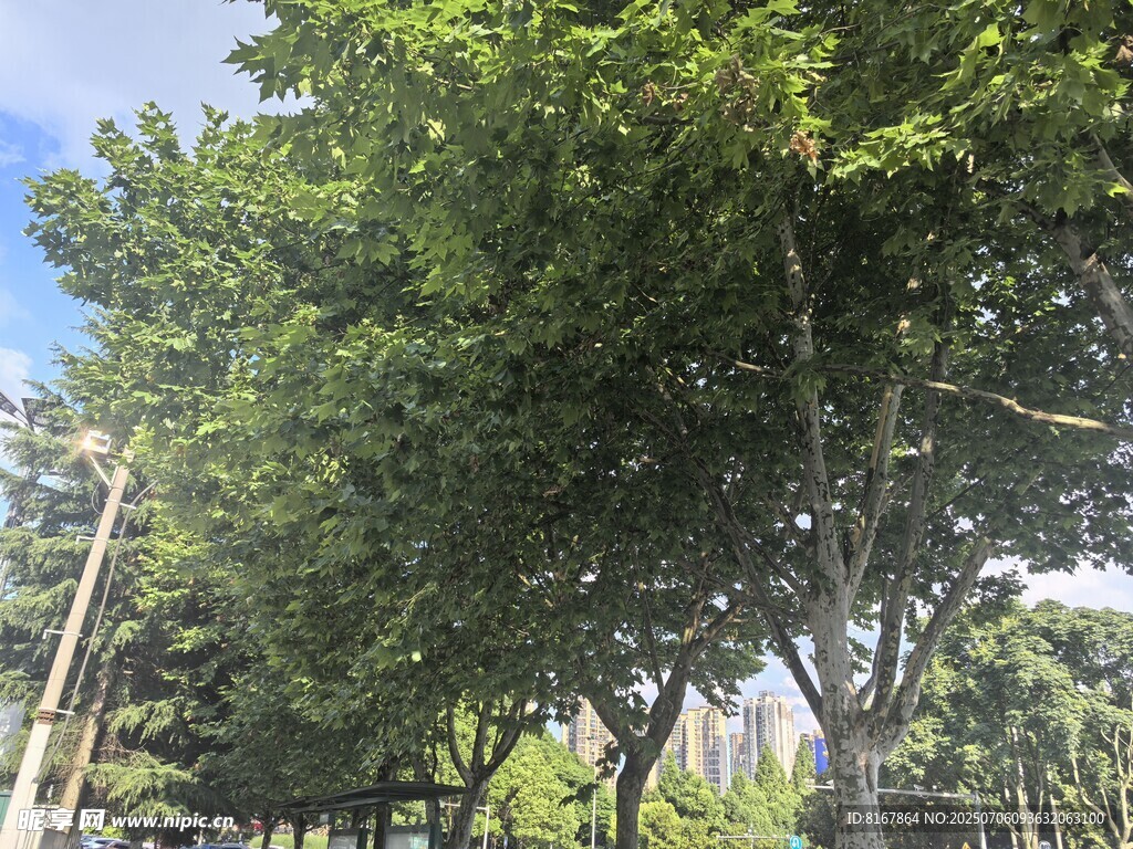 夏日蔥郁綠樹景觀