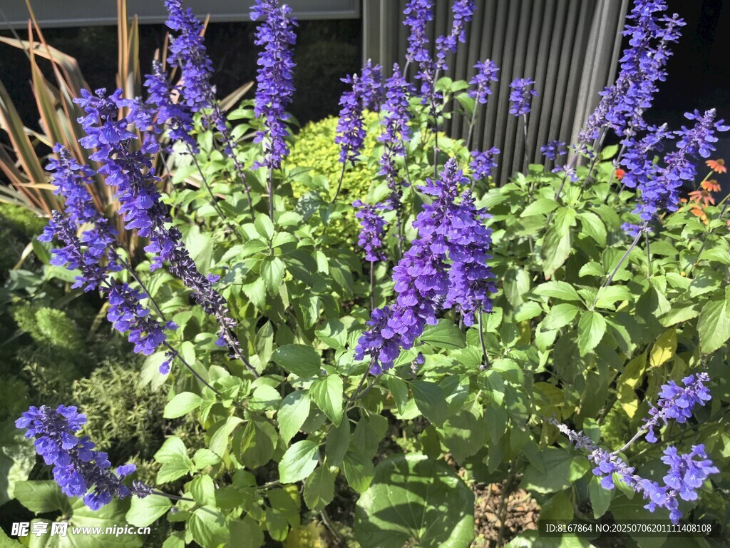 紫色鼠尾草花卉特寫