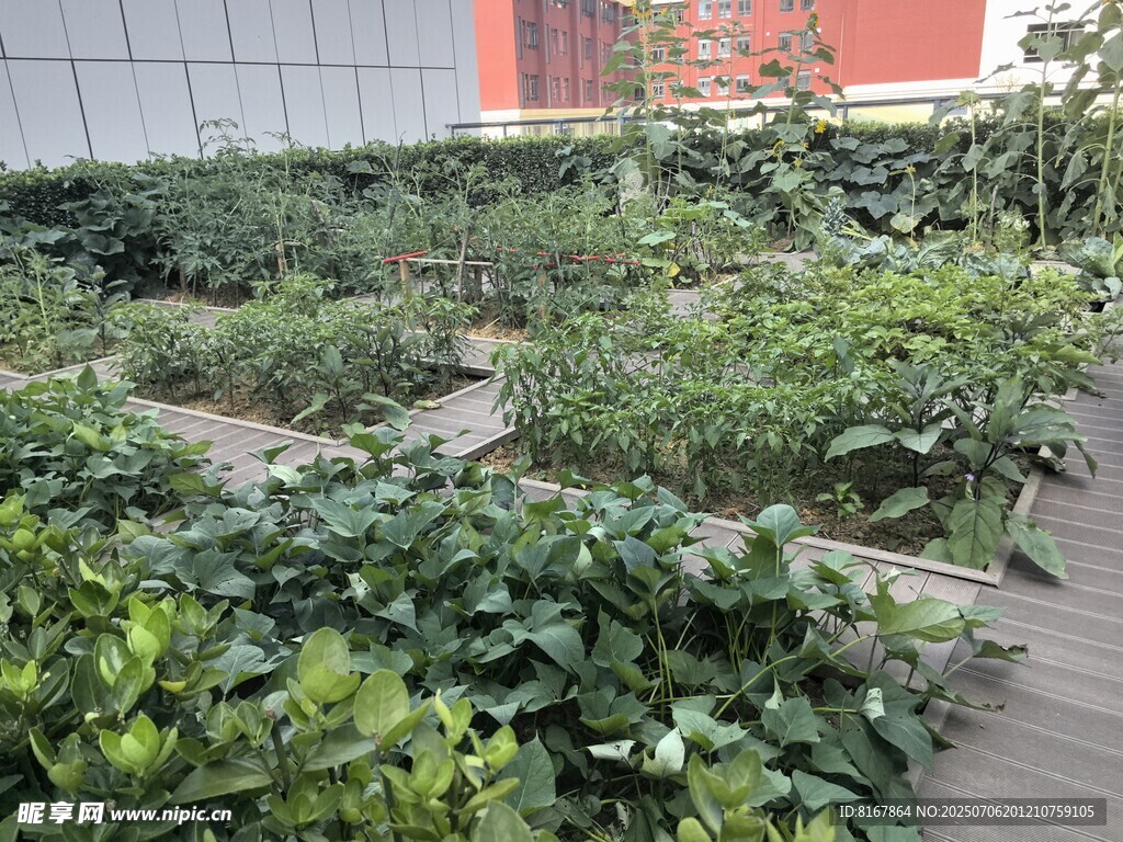 屋頂綠植景觀