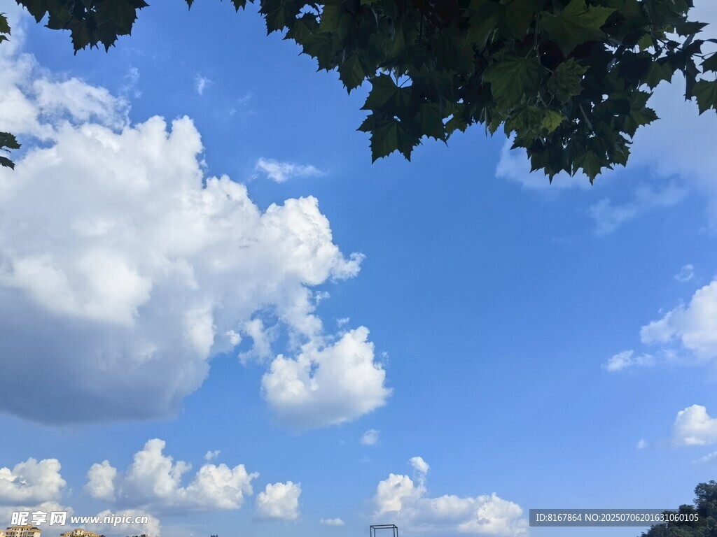 藍天白云下的樹梢美景