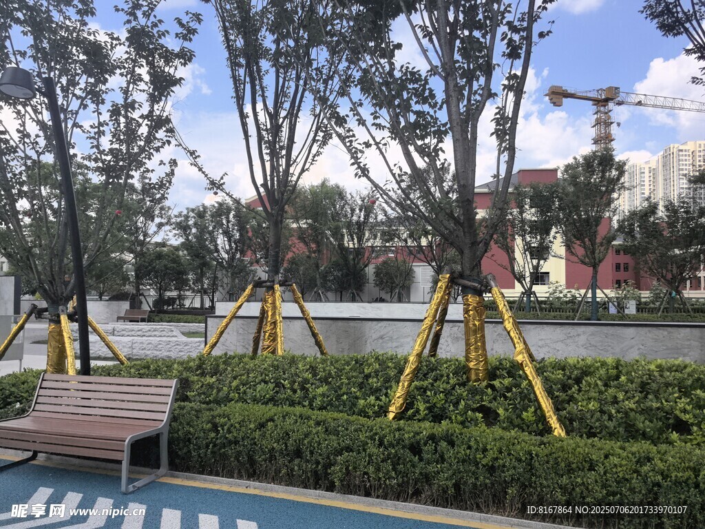 城市綠化帶中的樹木景觀