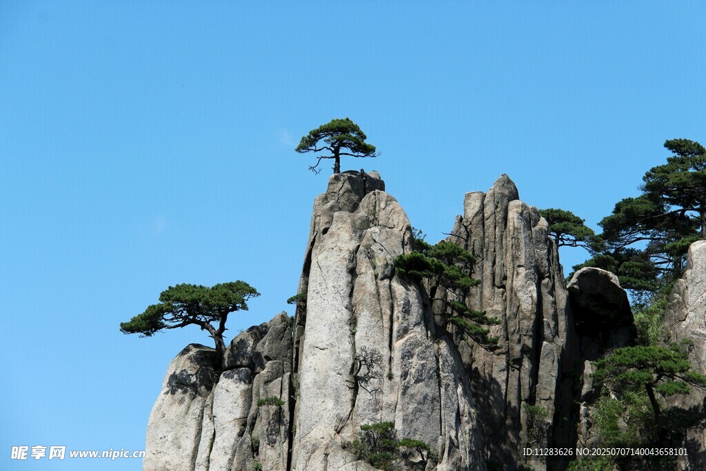 黃山奇峰上的孤松