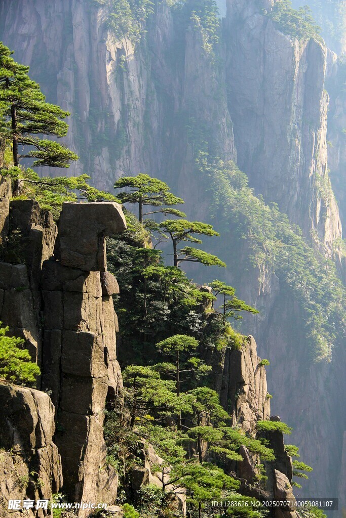 黃山奇峰上的蒼松
