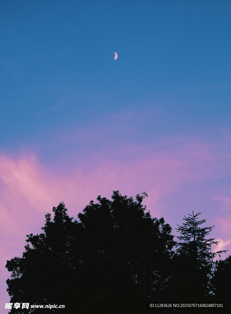 夜幕下的樹影與天邊彎月