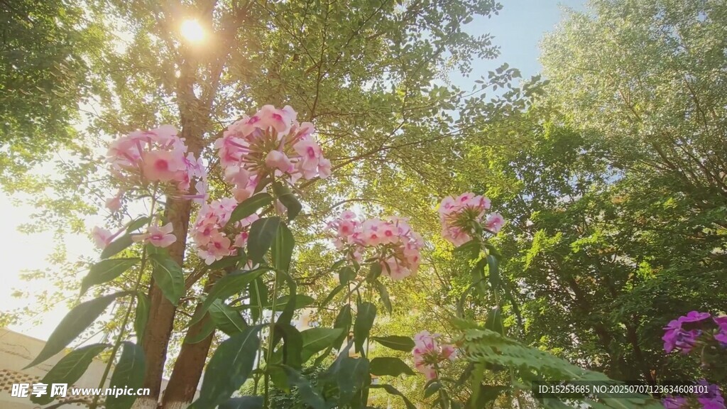 陽(yáng)光下綻放的嬌艷花卉
