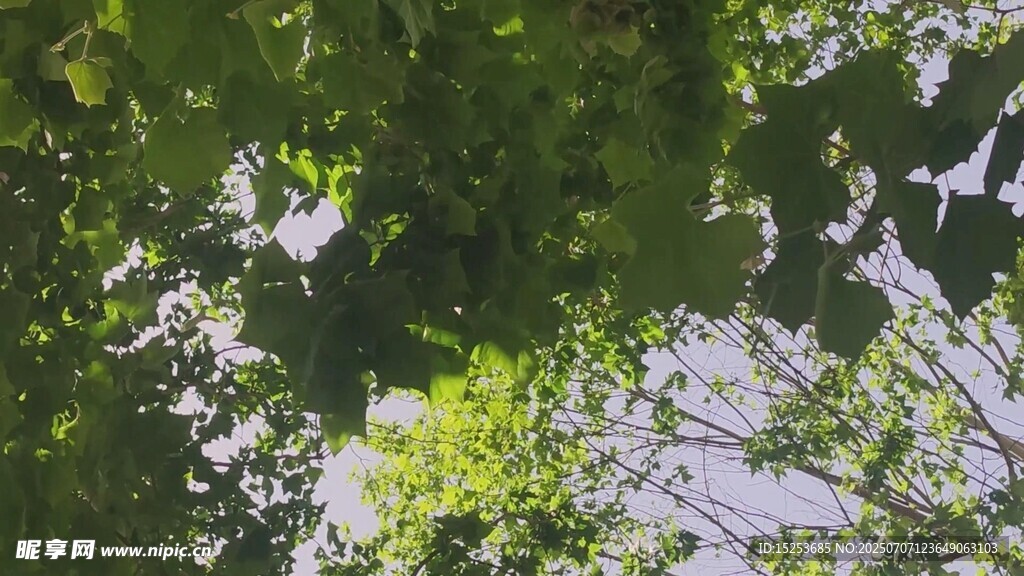 仰視繁茂綠樹與藍天
