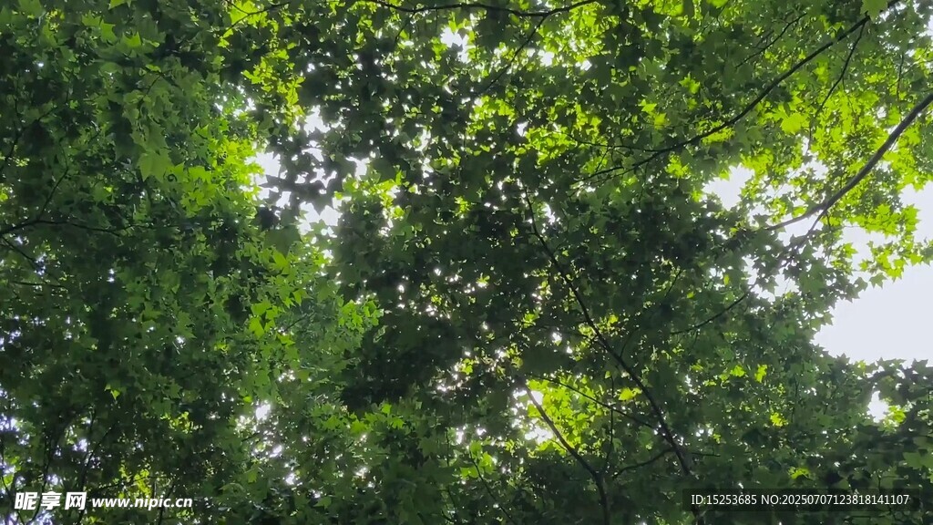 仰視繁茂綠意樹冠