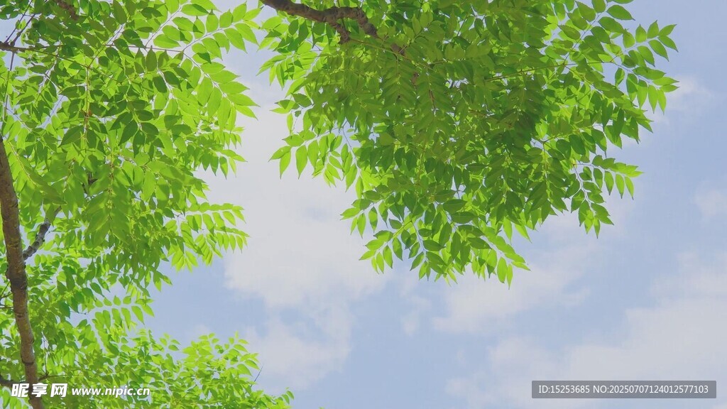仰視綠樹(shù)藍(lán)天美景