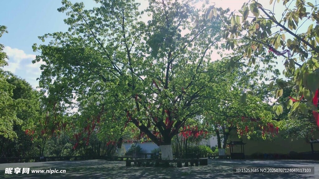 繁茂大樹(shù)下的靜謐景致
