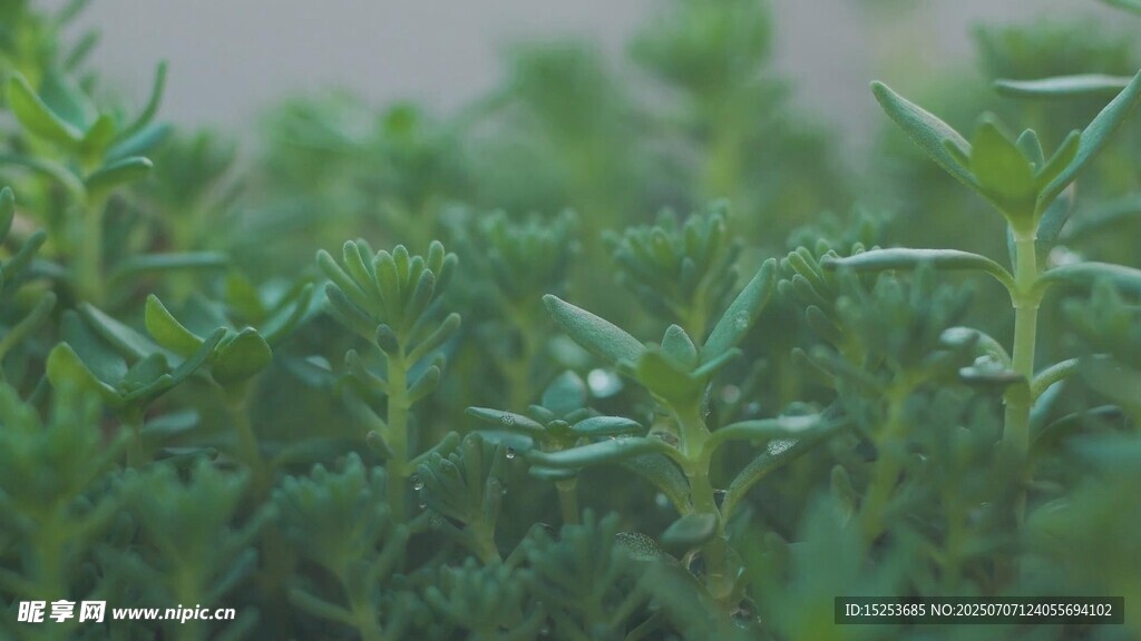 嫩綠植物特寫
