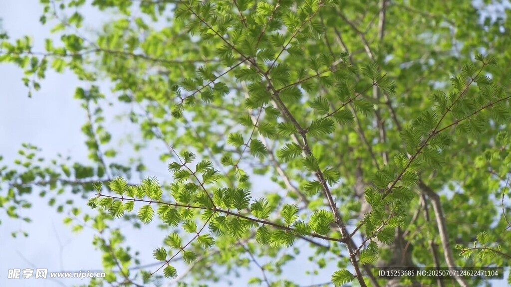 翠綠樹葉映襯藍(lán)天