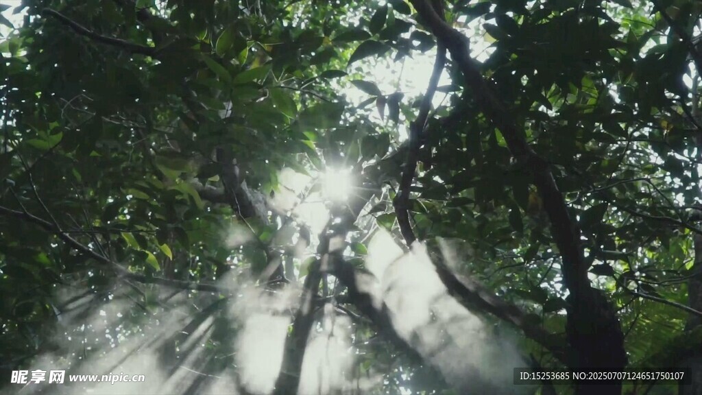 林間噴霧營造夢幻氛圍