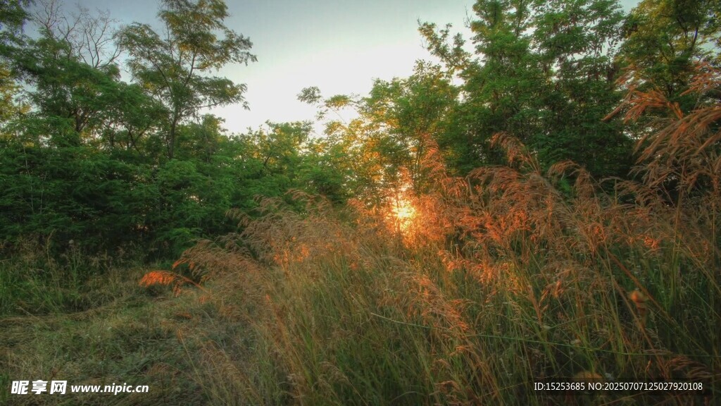 夕陽(yáng)下的林間草地美景