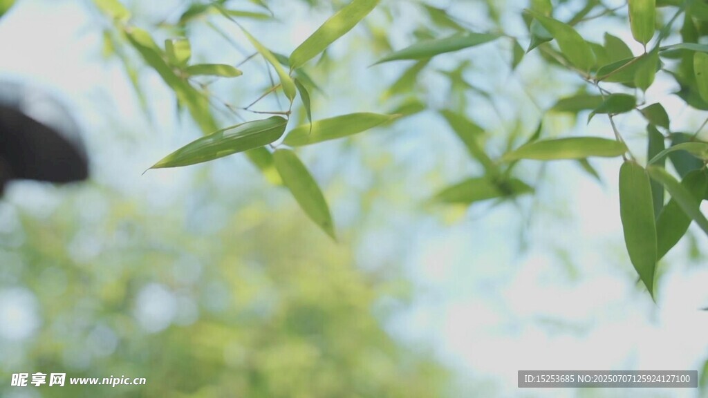 嫩綠柳枝垂于清新背景