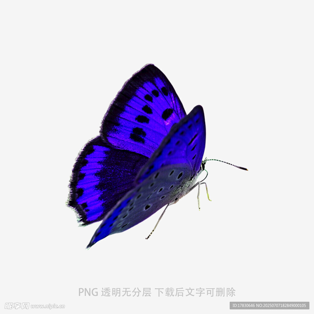 藍(lán)紫色蝴蝶特寫