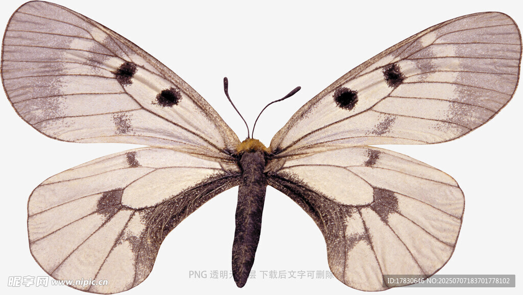 優(yōu)雅飛蛾特寫