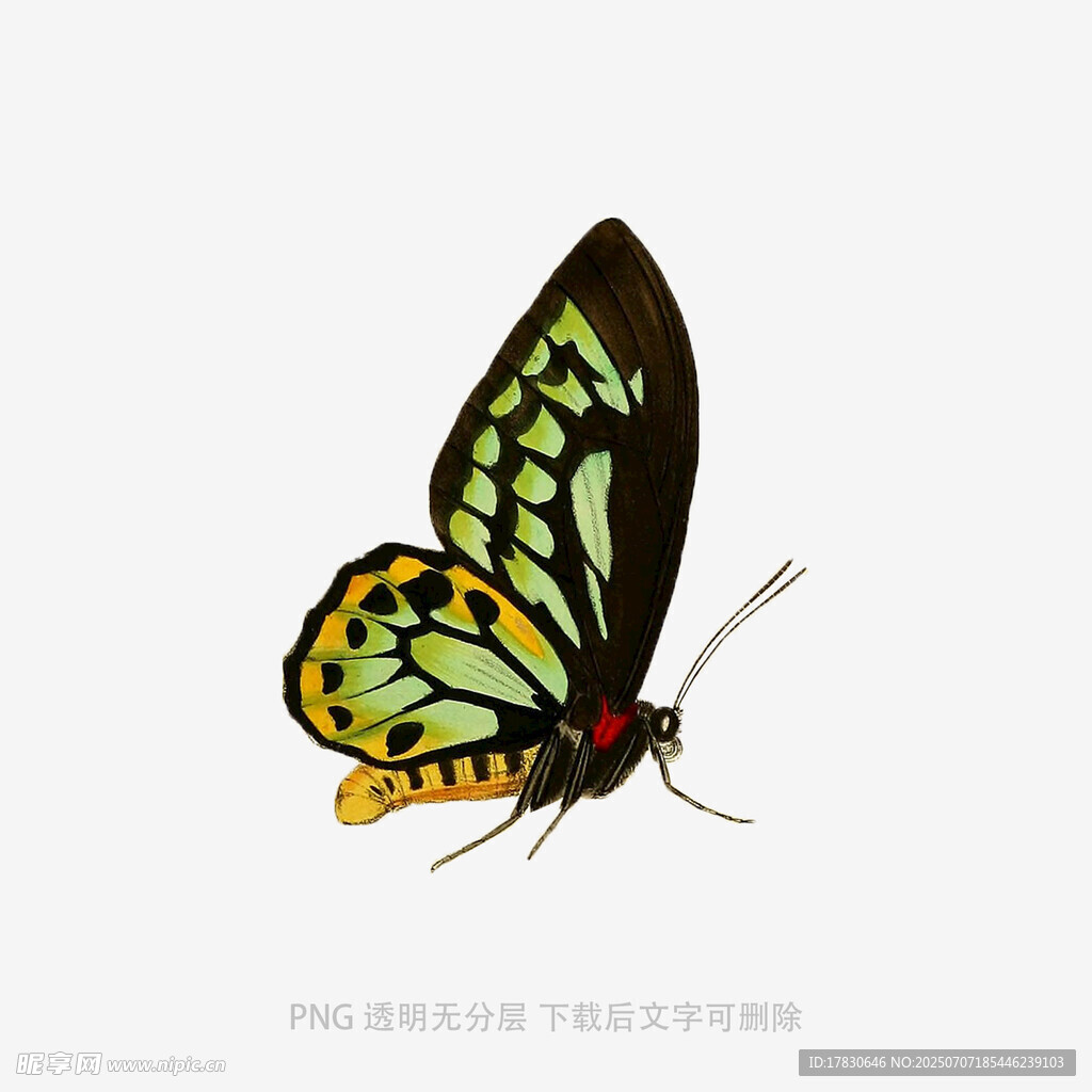 彩色蝴蝶插畫