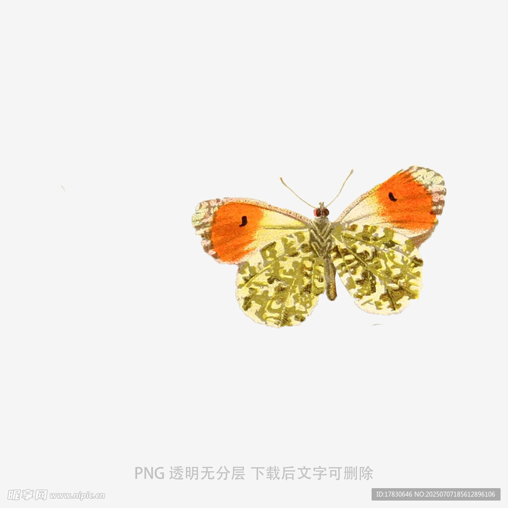 橙黃蝴蝶與金色花飾圖案