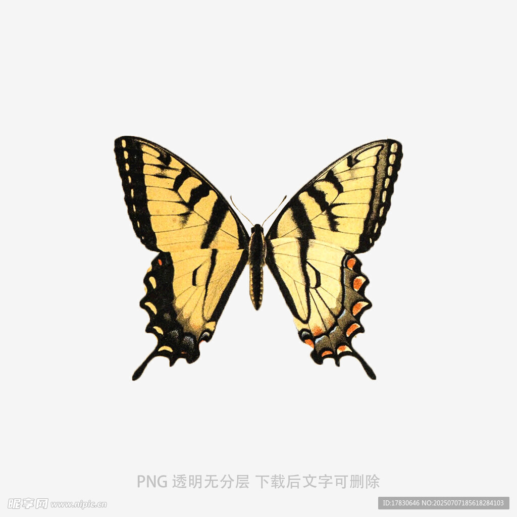黃色蝴蝶翅膀插畫