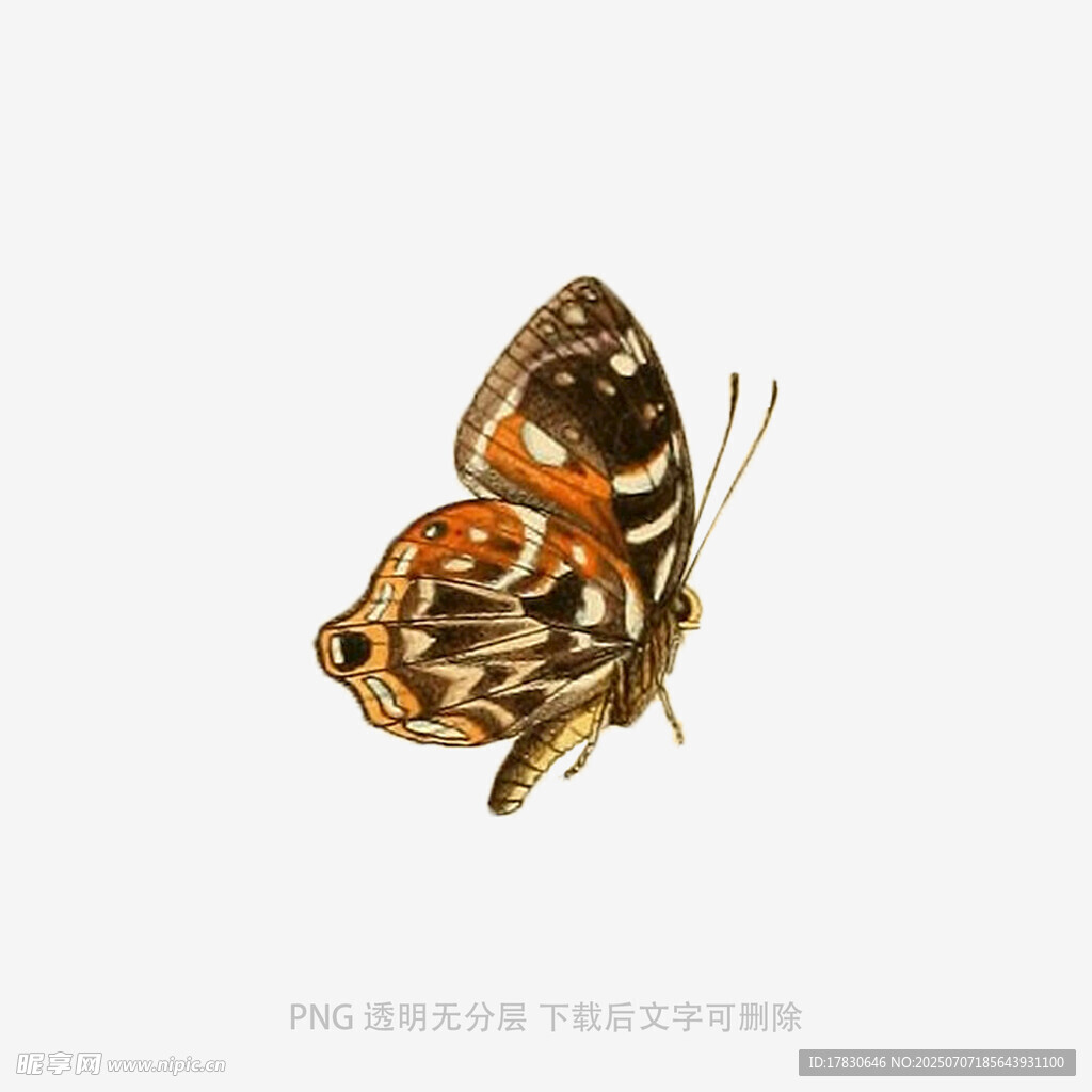 斑斕蝴蝶特寫