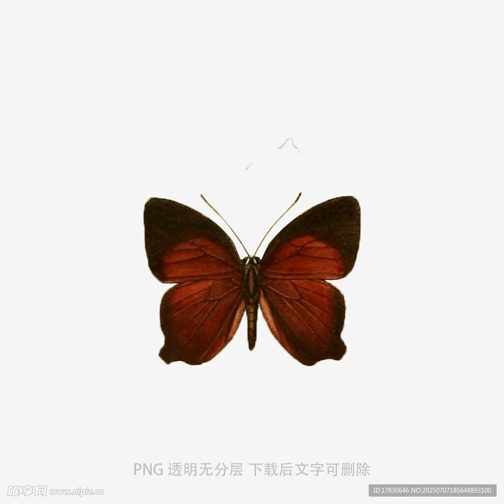 紅色蝴蝶特寫(xiě)