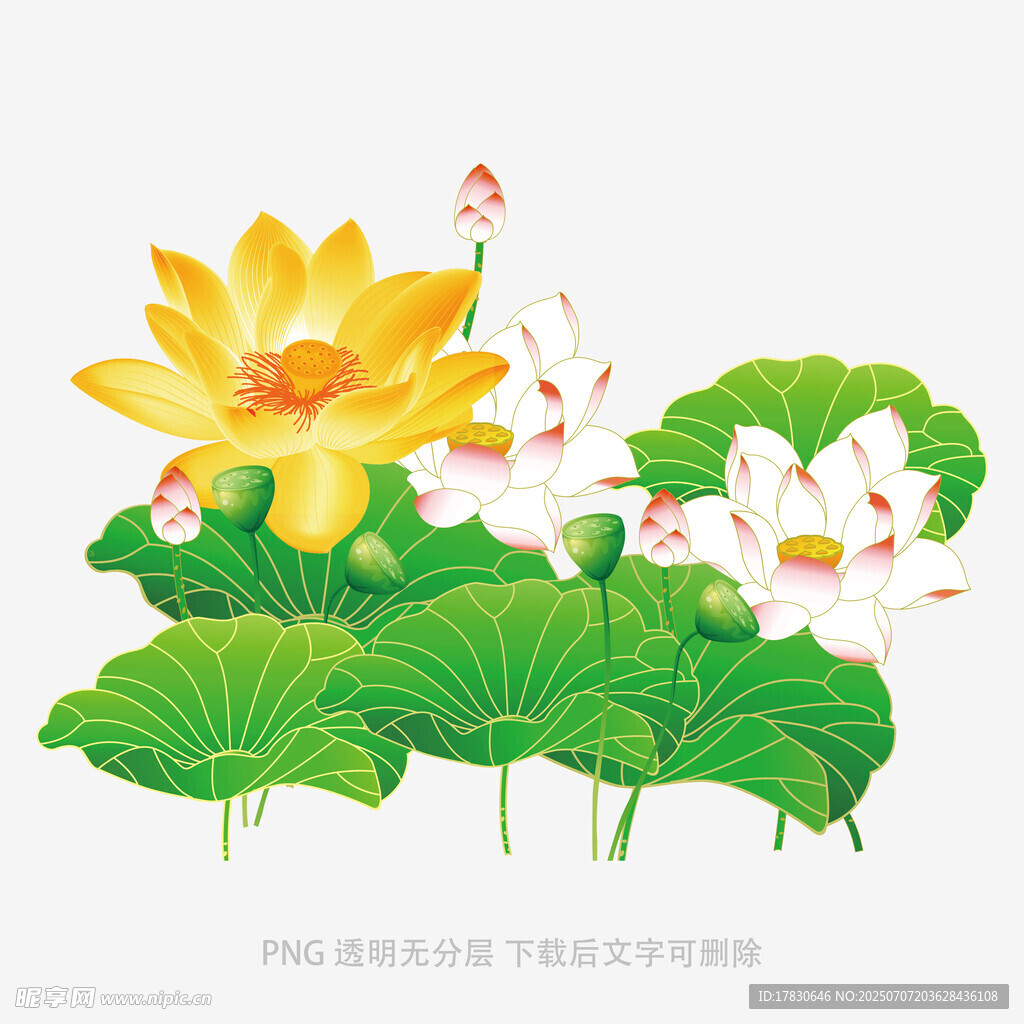 夏日荷花荷葉插畫