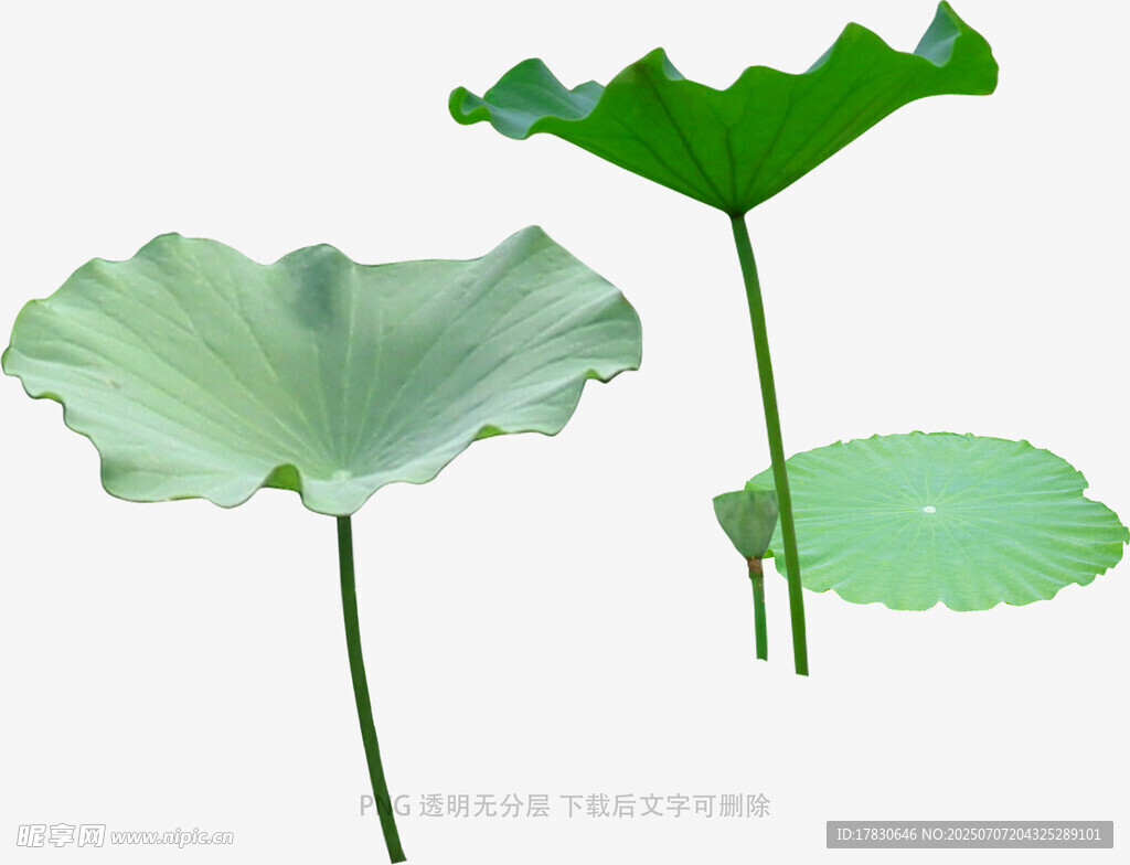 清新荷葉圖