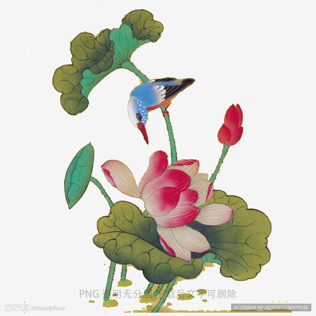 荷花翠鳥圖
