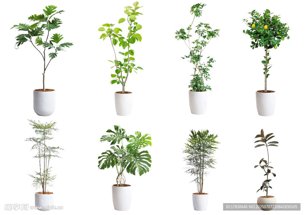 多樣盆栽植物展示