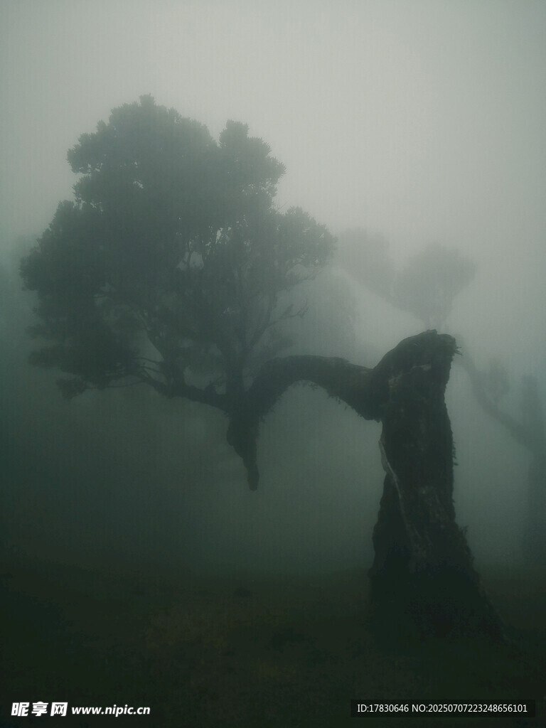霧氣風(fēng)光圖