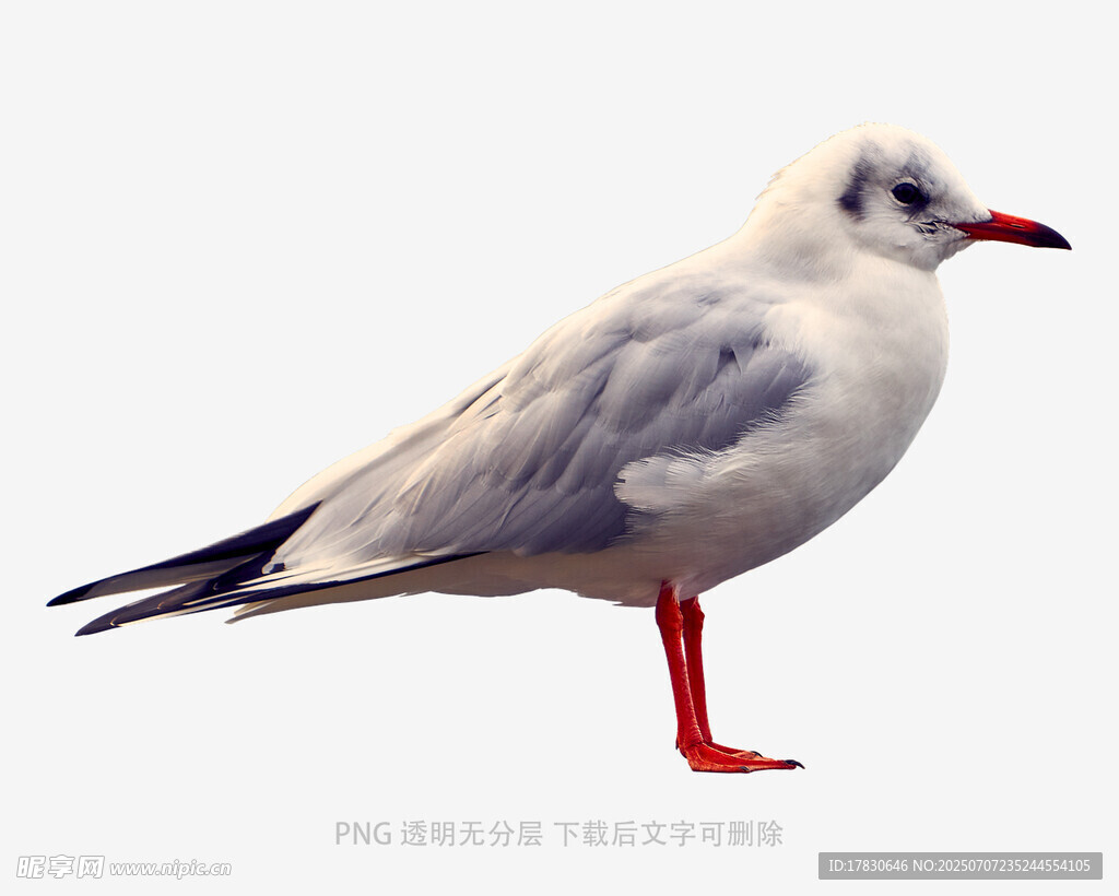 紅腳海鷗特寫
