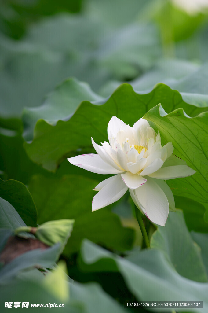 潔白荷花綻放于綠葉間