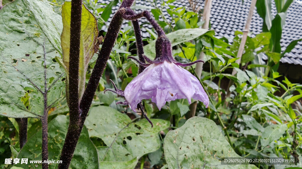 紫色懸垂茄子花花朵