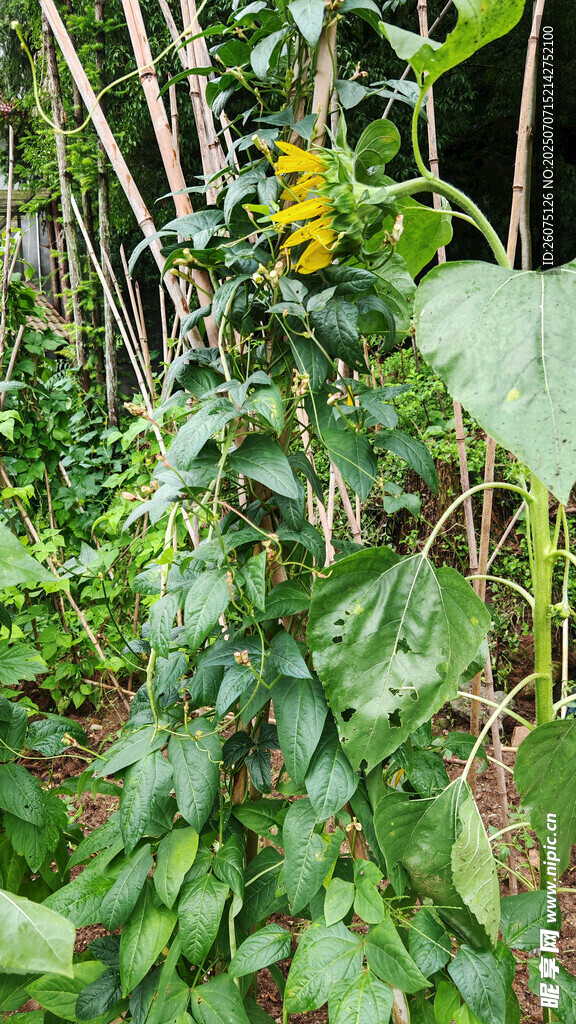 藤蔓植物間的向日葵