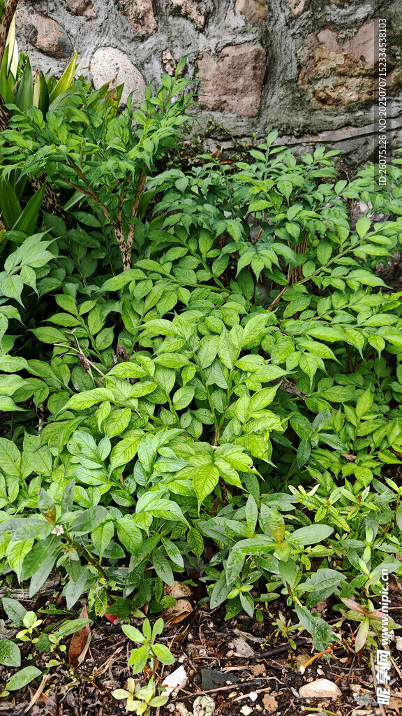 石邊繁茂的綠色魔芋植株