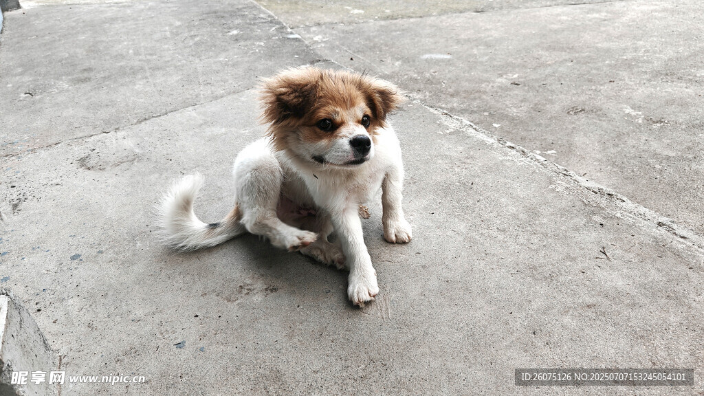 可愛小狗蹲坐地面
