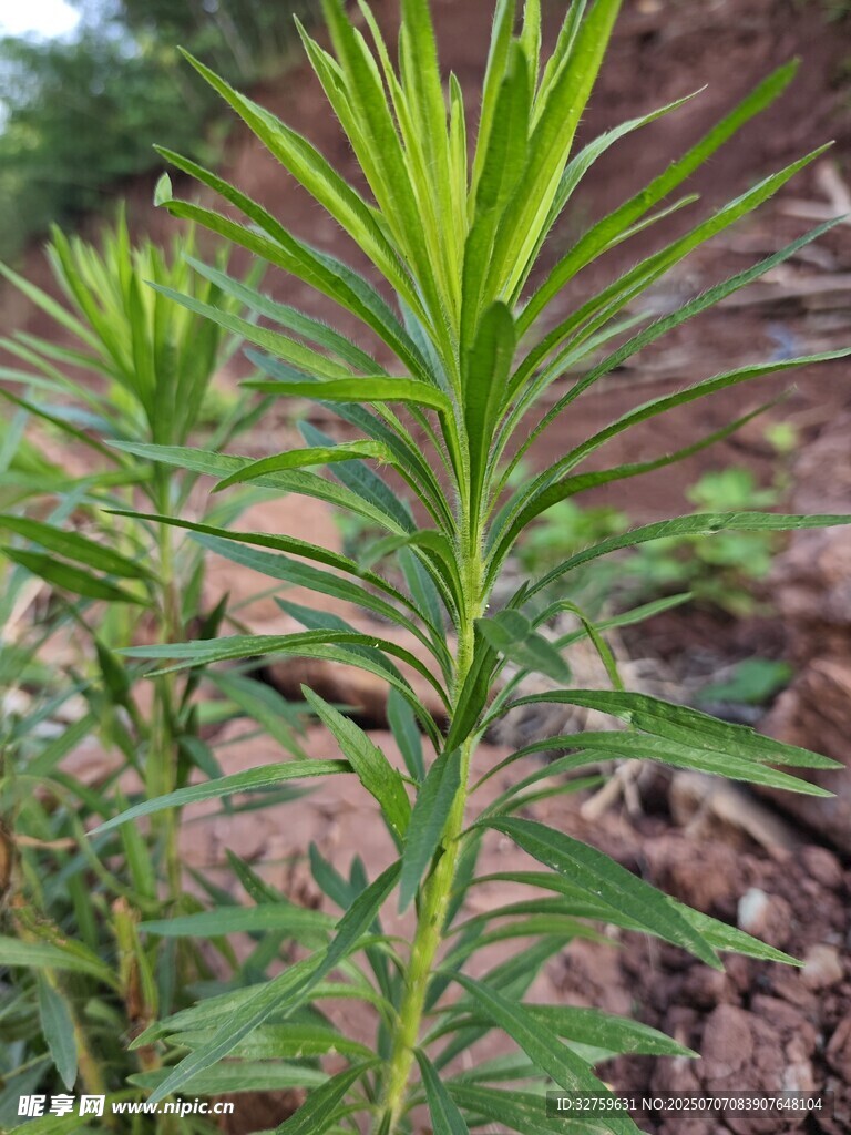 嫩綠植物展現(xiàn)蓬勃生機(jī)